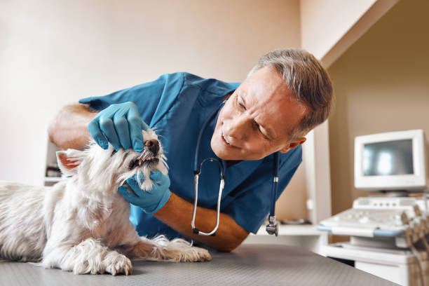 Best Emergency Treatment for Dental Infections or Abscesses in Wilson, NC